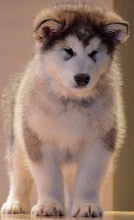 Alaskan malamute Suri billede 10