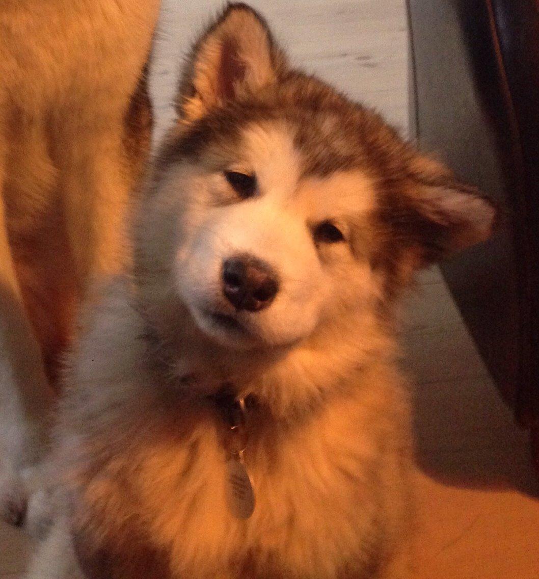 Alaskan malamute Suri billede 11