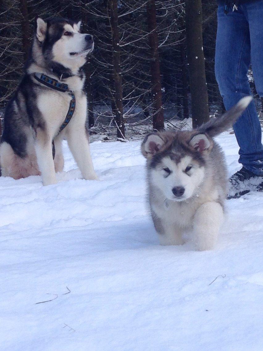 Alaskan malamute Suri billede 12