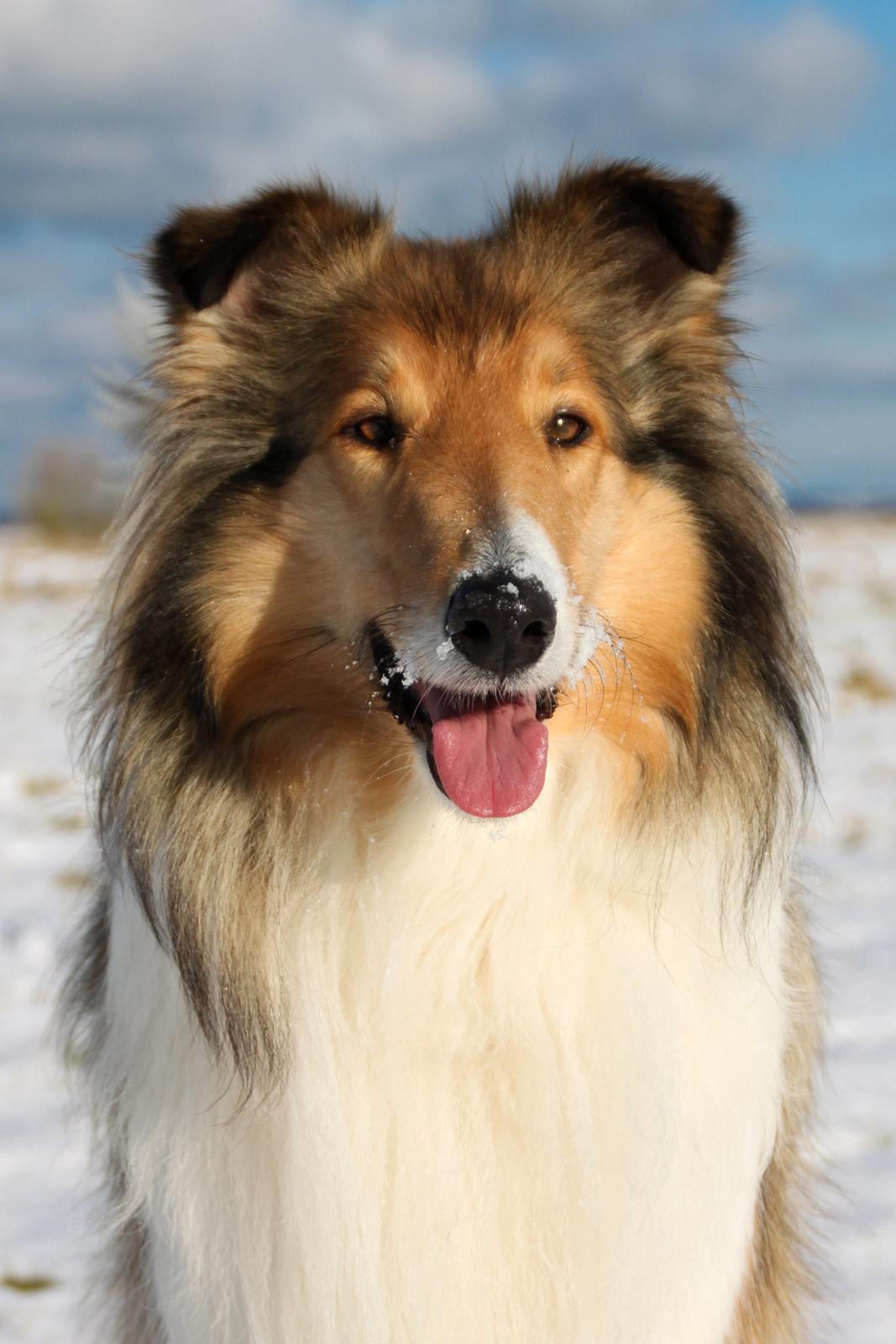 Collie langhåret Ebony Moor´s Adorable Alba billede 1