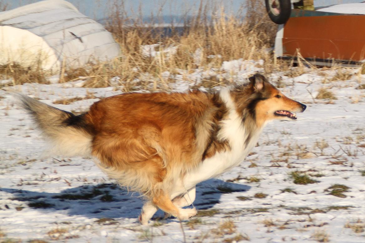 Collie langhåret Ebony Moor´s Adorable Alba billede 38