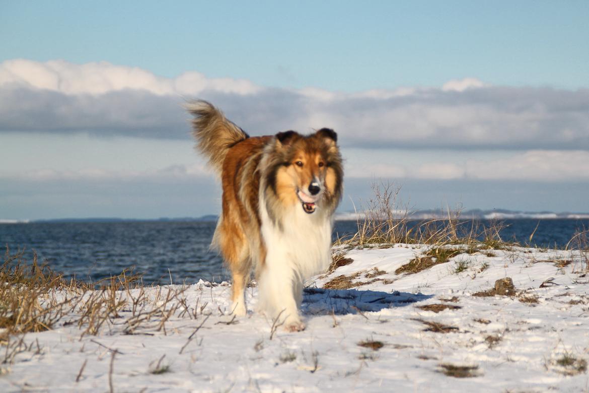 Collie langhåret Ebony Moor´s Adorable Alba billede 39