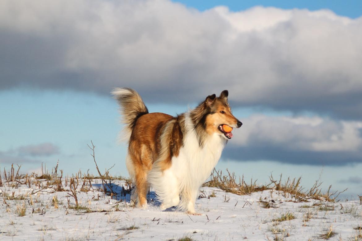 Collie langhåret Ebony Moor´s Adorable Alba billede 40