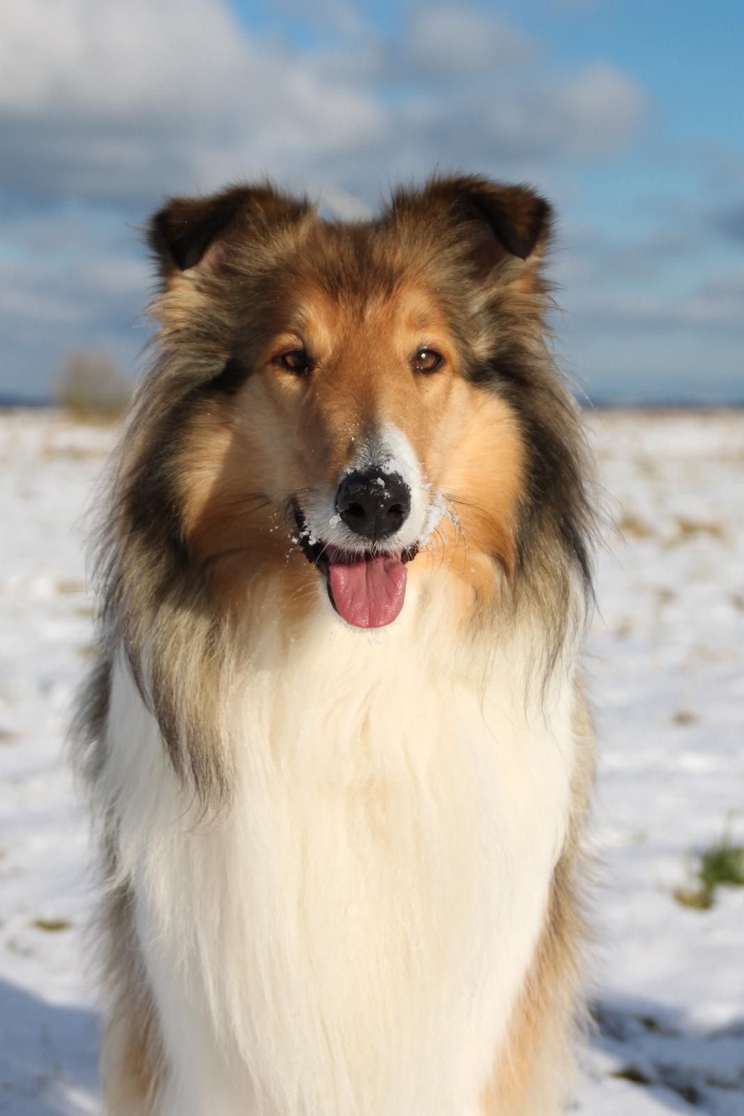 Collie langhåret Ebony Moor´s Adorable Alba billede 37