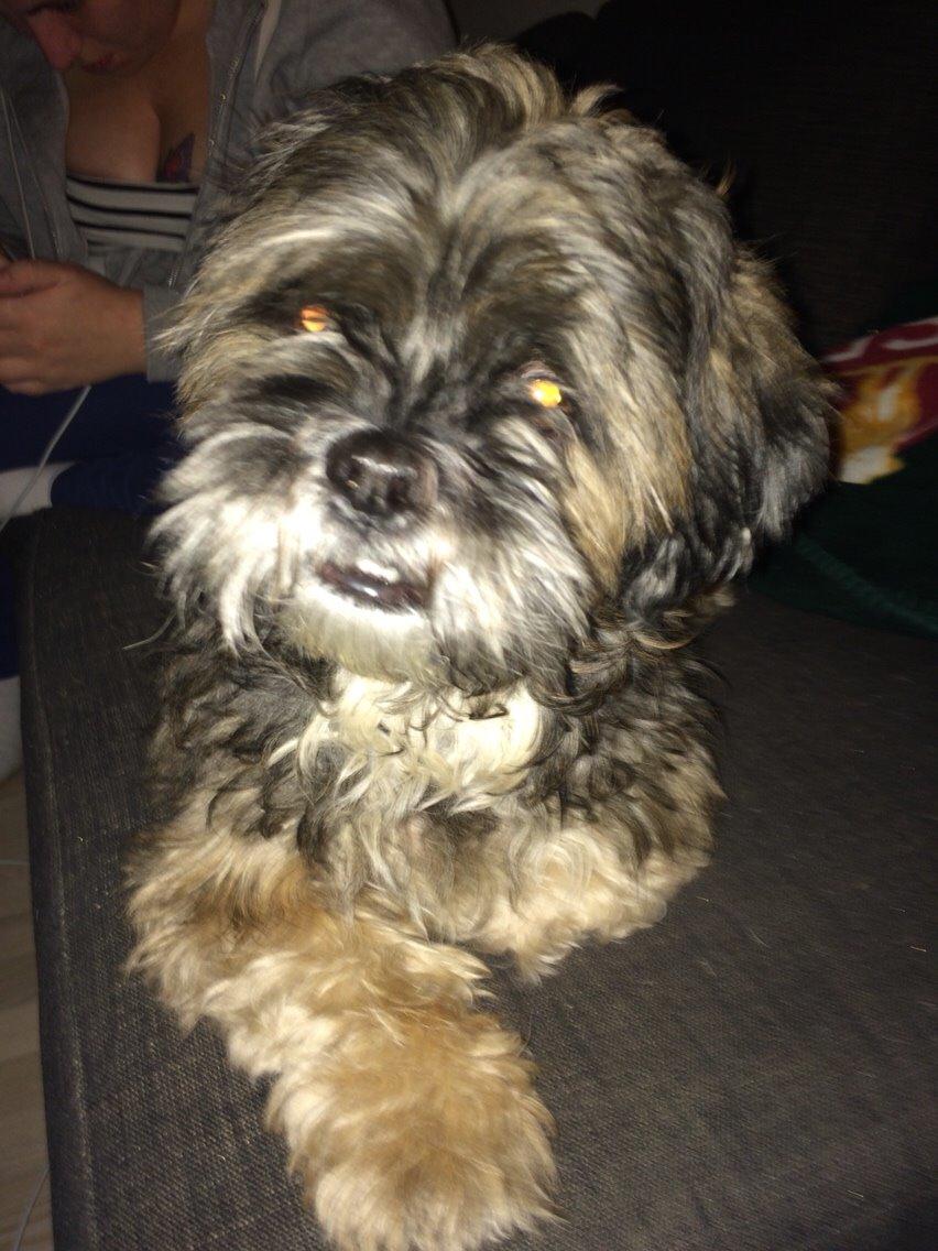 Lhasa apso Albert billede 6