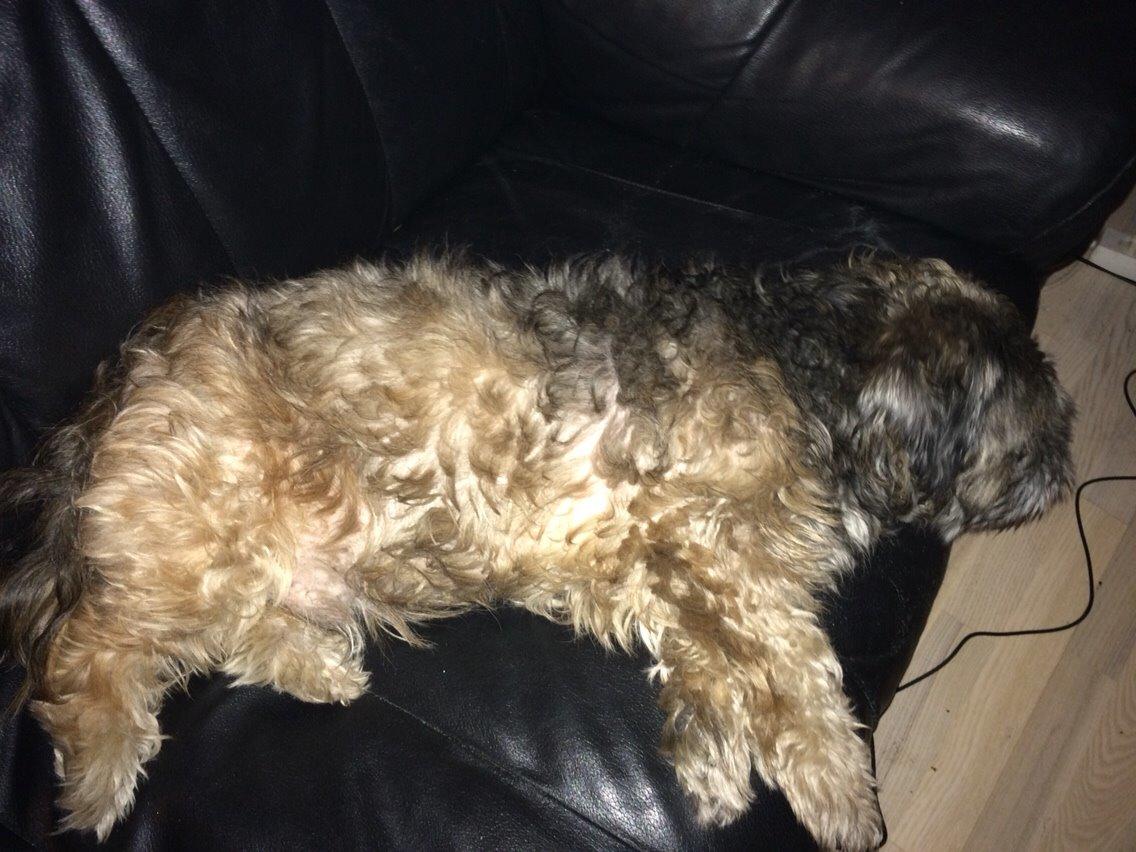 Lhasa apso Albert billede 7