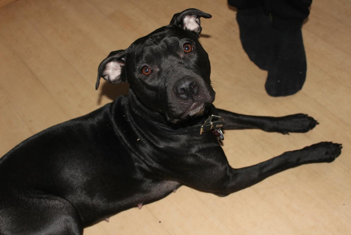 Blanding af racer Shaggie (himmelhund<3) billede 12