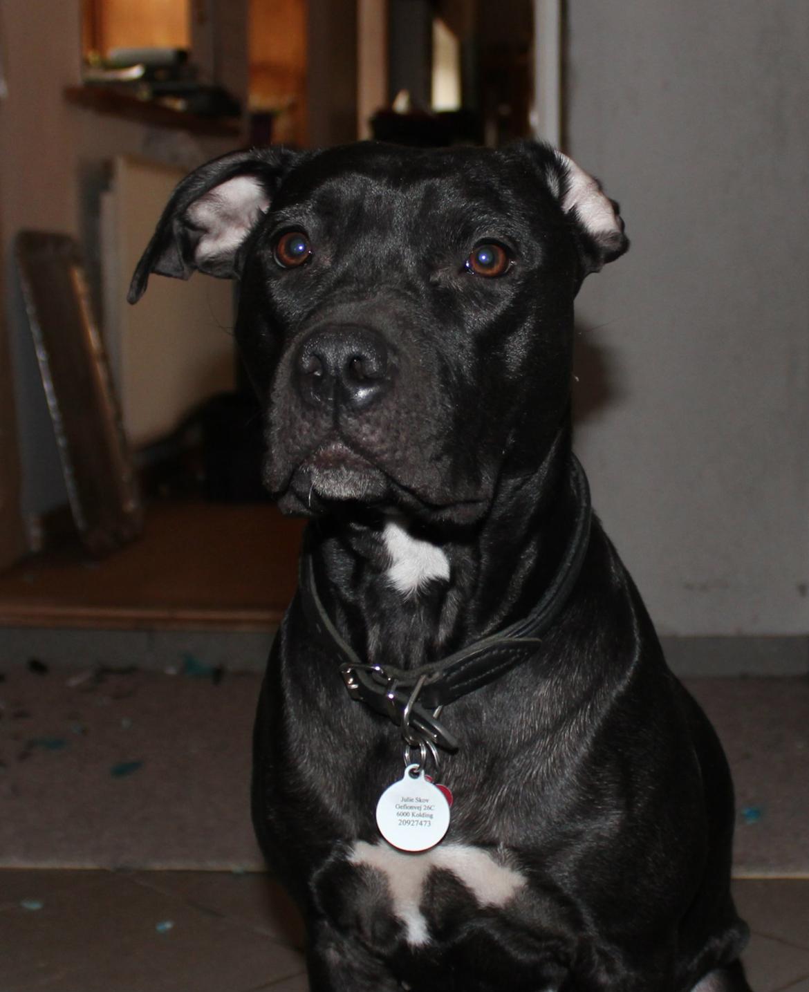 Blanding af racer Shaggie (himmelhund<3) billede 14