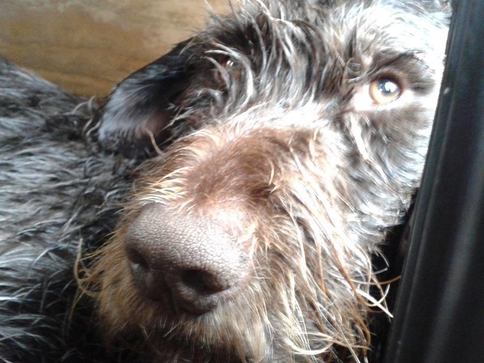 Ruhåret hønsehund Birkemosens Luchs billede 22
