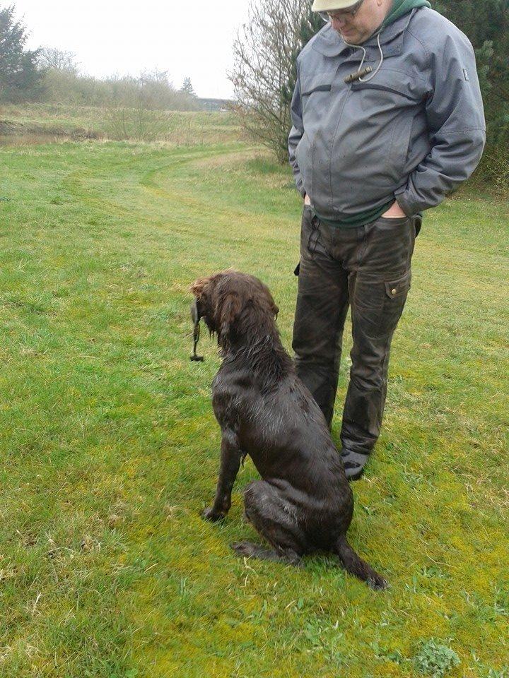 Ruhåret hønsehund Birkemosens Luchs billede 25