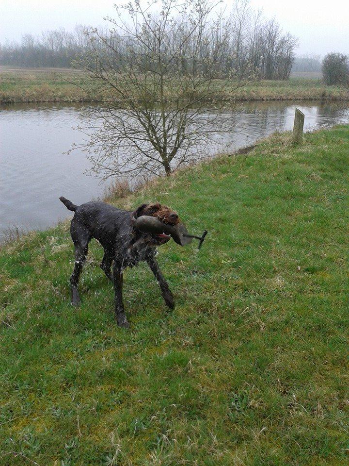 Ruhåret hønsehund Birkemosens Luchs billede 26