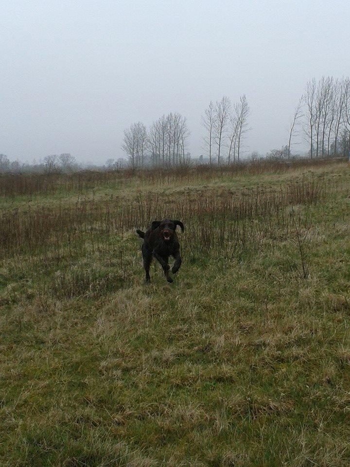 Ruhåret hønsehund Birkemosens Luchs billede 4