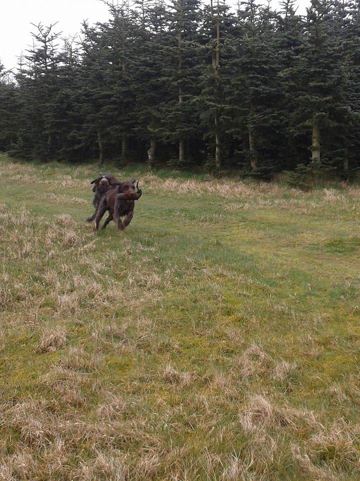 Ruhåret hønsehund Birkemosens Luchs billede 27