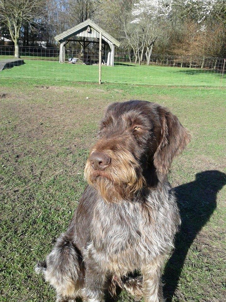 Ruhåret hønsehund Birkemosens Luchs billede 28