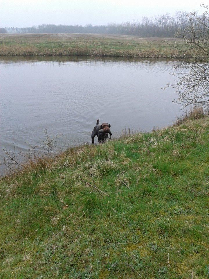 Ruhåret hønsehund Birkemosens Luchs billede 29