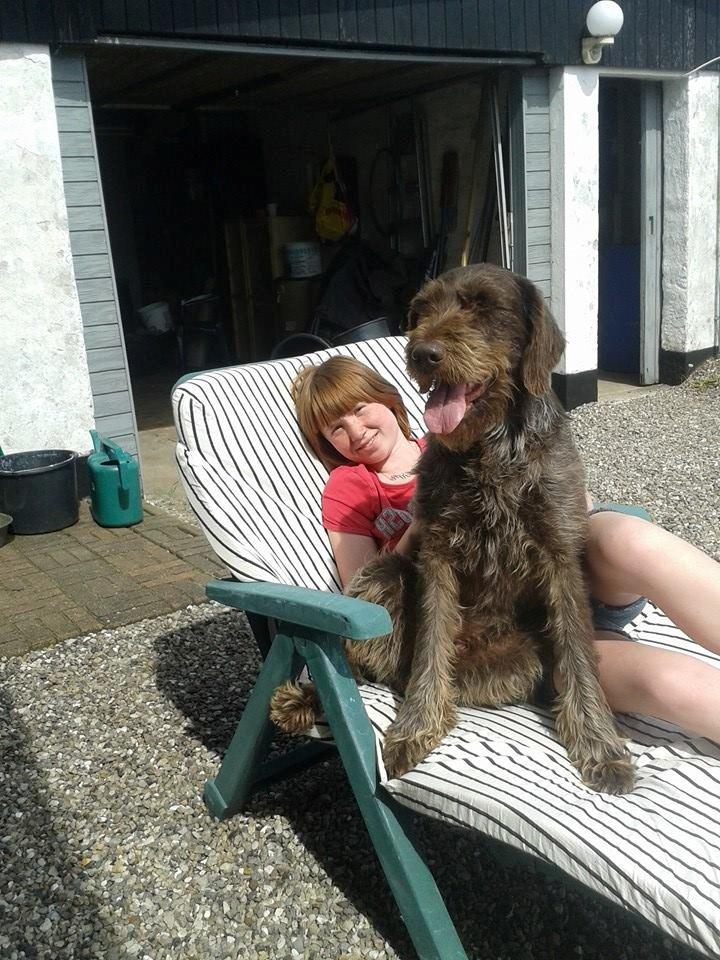 Ruhåret hønsehund Birkemosens Luchs billede 30