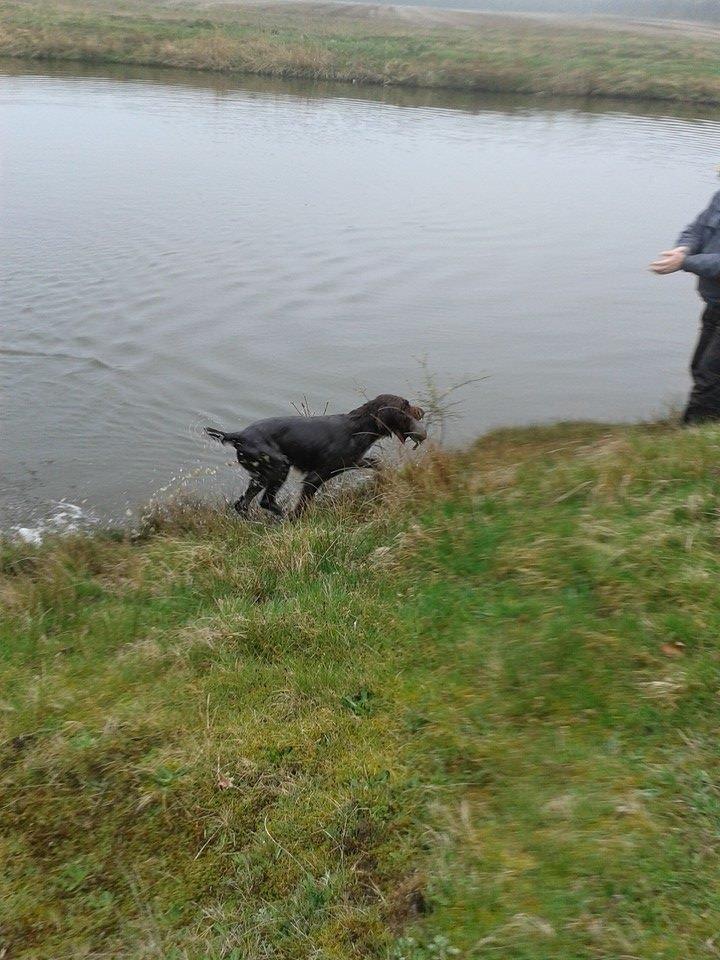 Ruhåret hønsehund Birkemosens Luchs billede 24