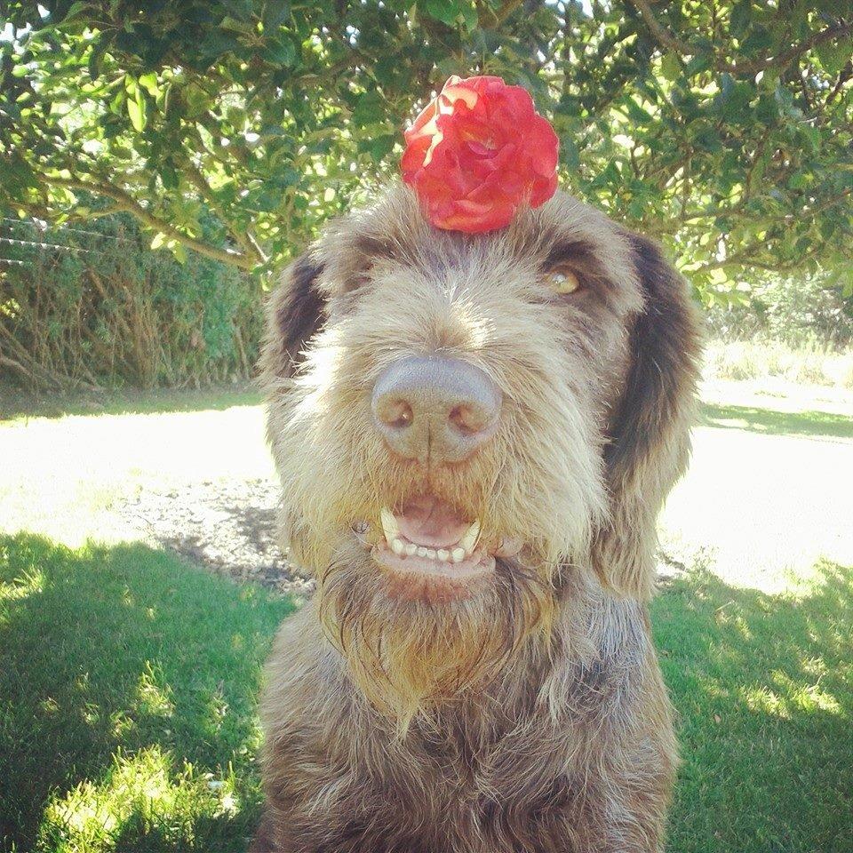 Ruhåret hønsehund Birkemosens Luchs billede 1