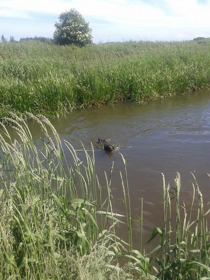 Ruhåret hønsehund Birkemosens Luchs billede 32