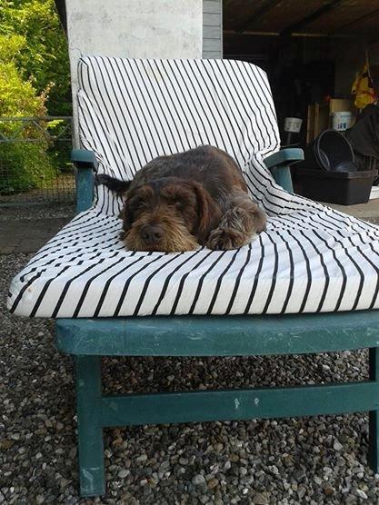 Ruhåret hønsehund Birkemosens Luchs billede 33