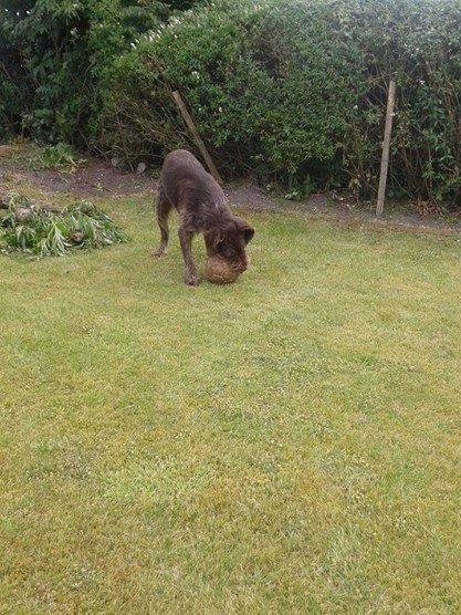 Ruhåret hønsehund Birkemosens Luchs billede 34