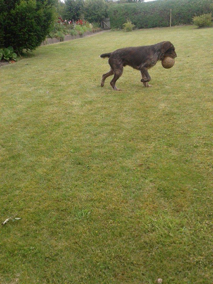Ruhåret hønsehund Birkemosens Luchs billede 36