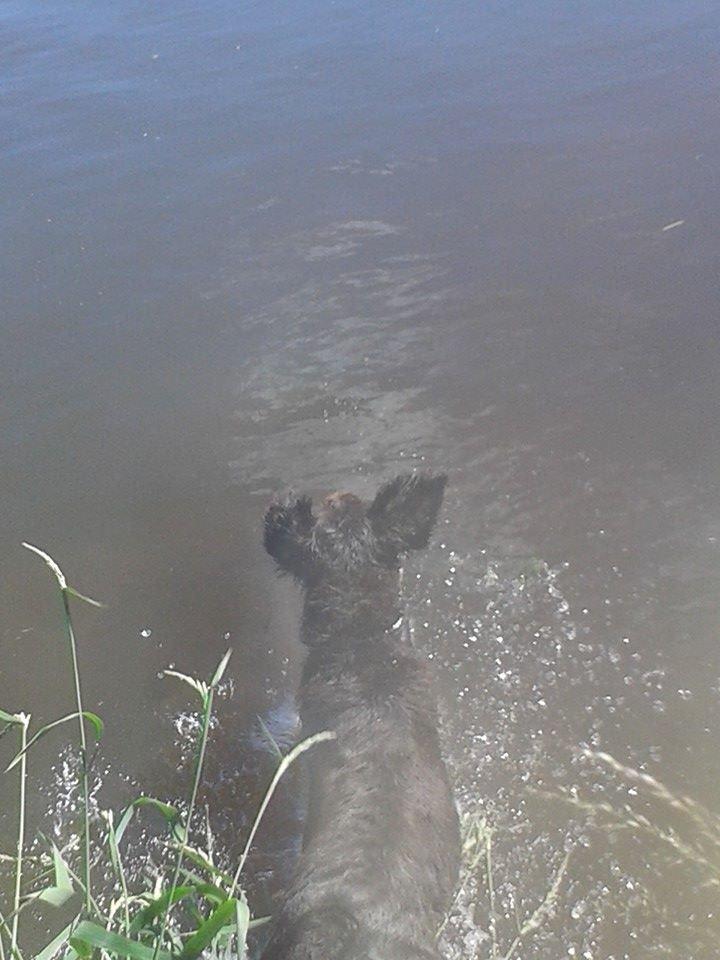 Ruhåret hønsehund Birkemosens Luchs billede 31
