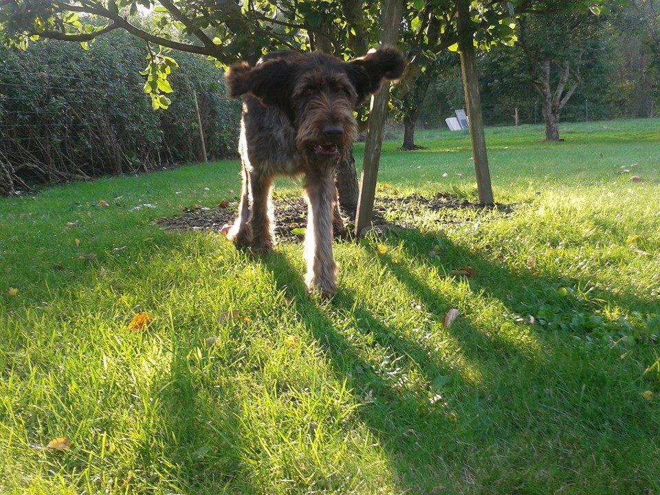 Ruhåret hønsehund Birkemosens Luchs billede 14