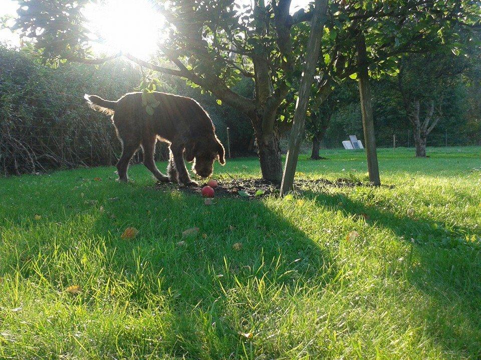 Ruhåret hønsehund Birkemosens Luchs billede 11