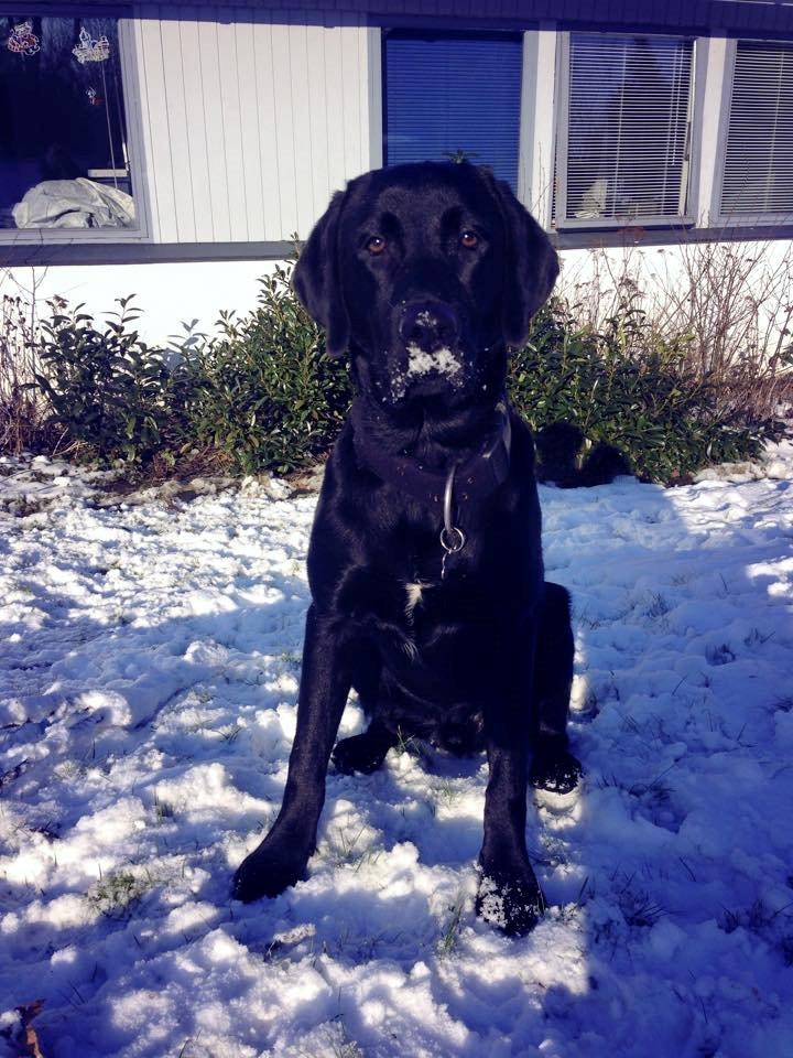 Labrador retriever Basse billede 6