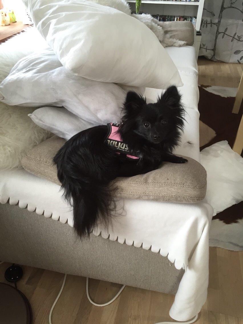 Pomeranian Zoey billede 14