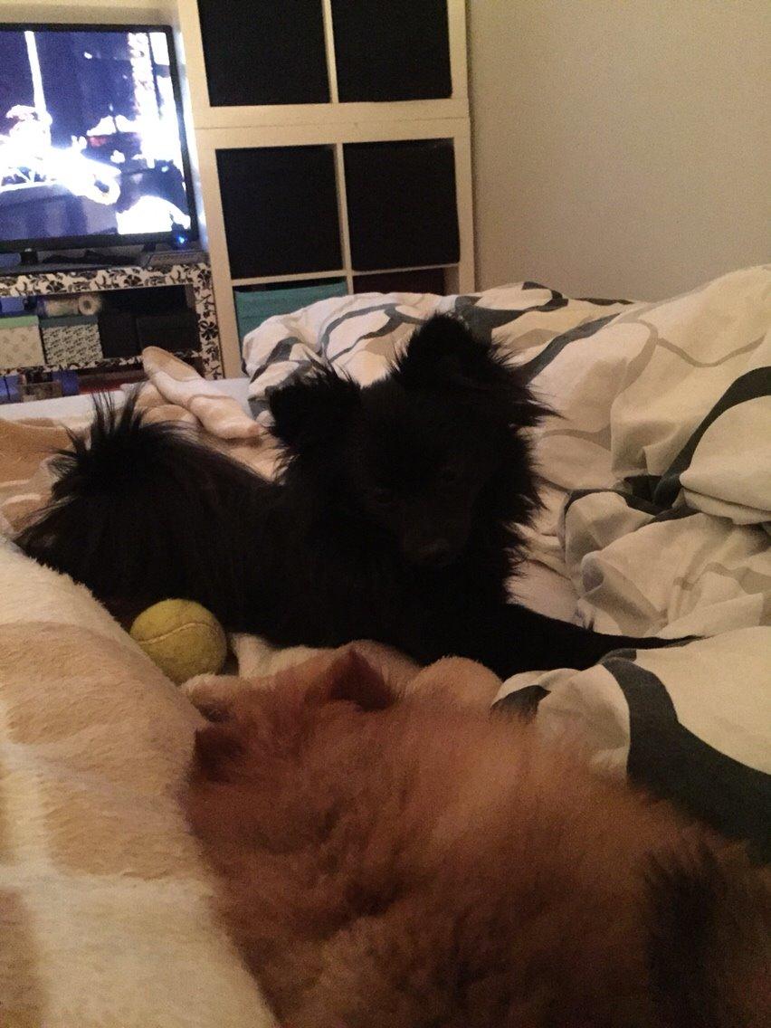 Pomeranian Zoey billede 12