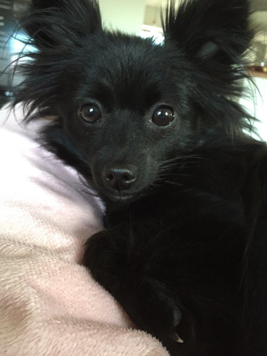 Pomeranian Zoey billede 15