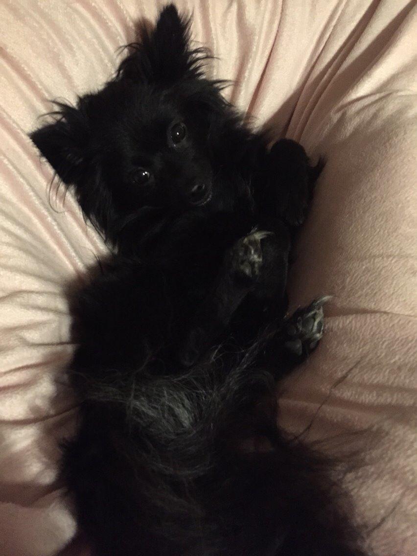 Pomeranian Zoey billede 18