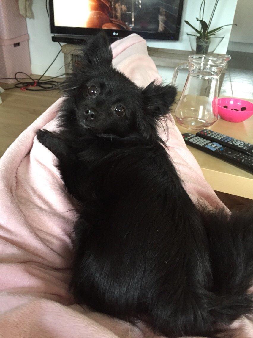 Pomeranian Zoey billede 20