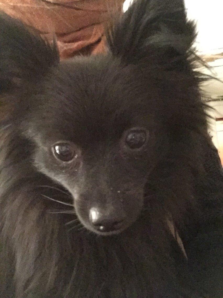 Pomeranian Zoey billede 22