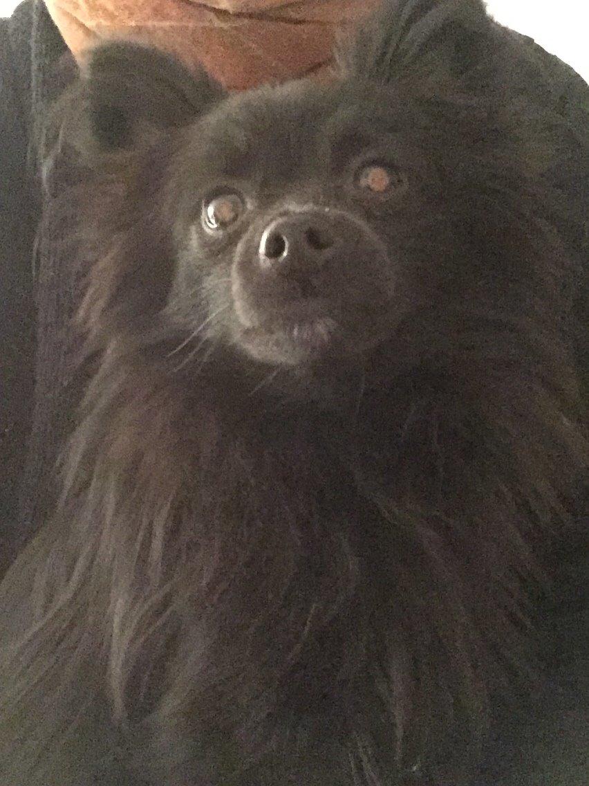 Pomeranian Zoey billede 24