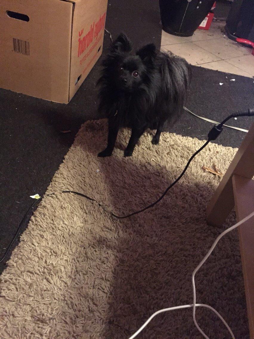 Pomeranian Zoey billede 26