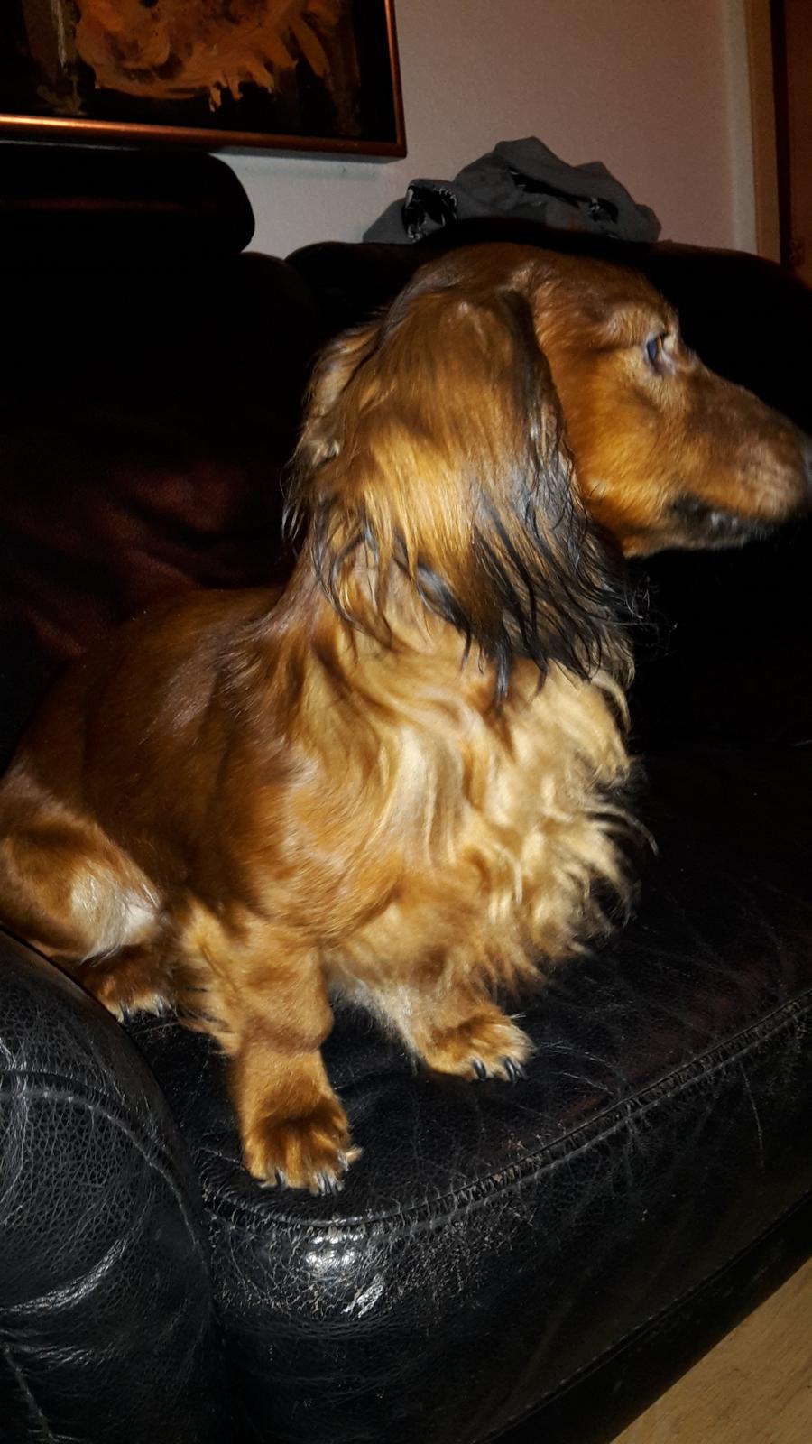 Dværggravhund casper billede 1