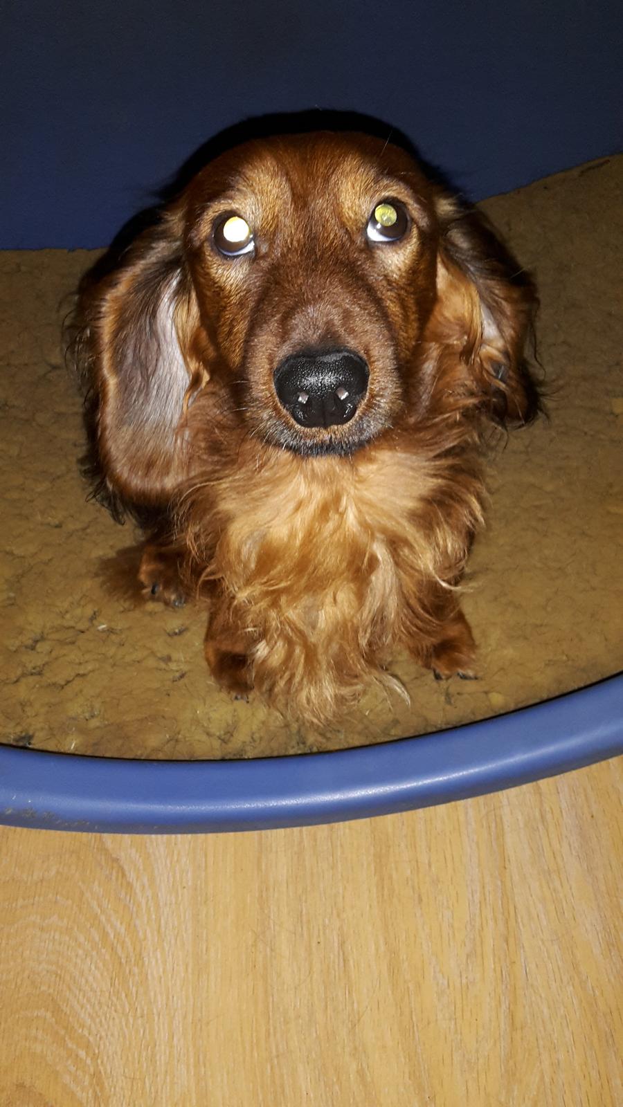 Dværggravhund casper billede 2