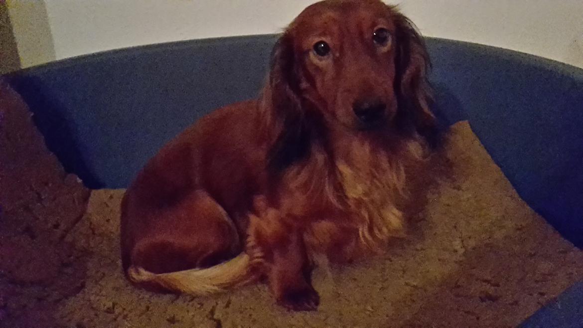 Dværggravhund casper billede 3