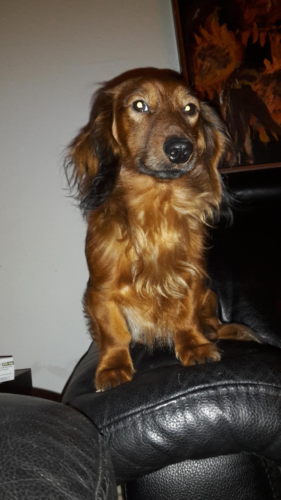 Dværggravhund casper billede 4