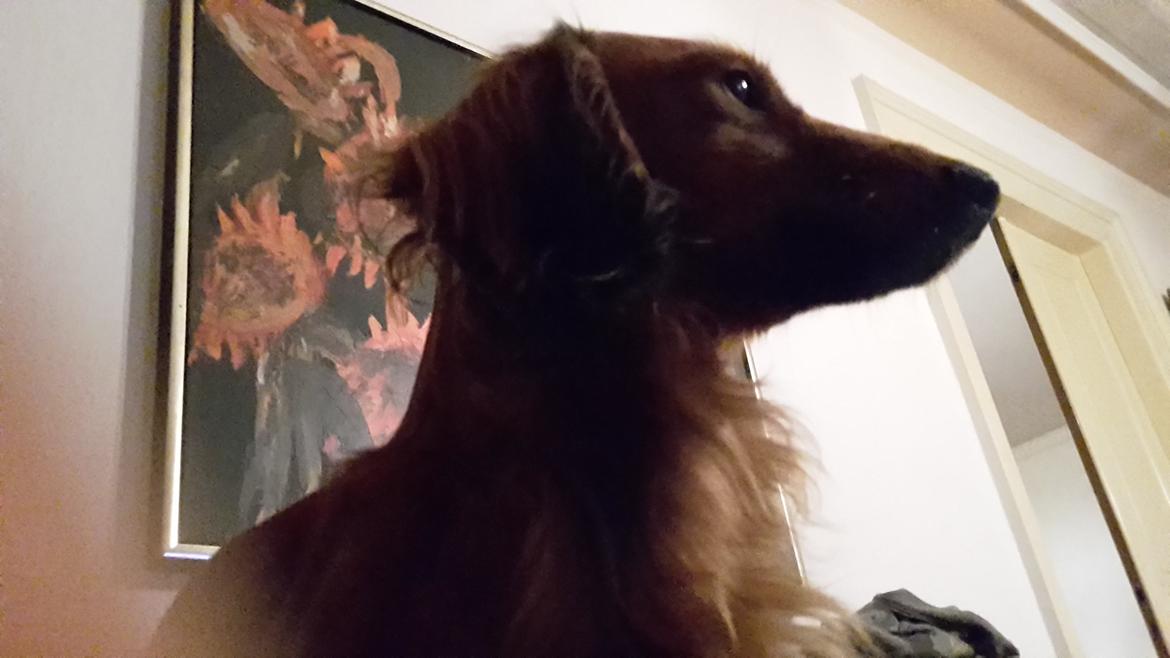 Dværggravhund casper billede 5