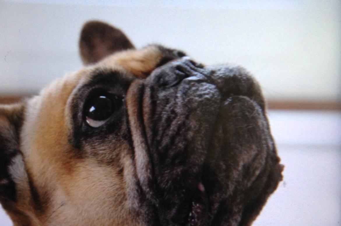 Fransk bulldog Oda billede 12