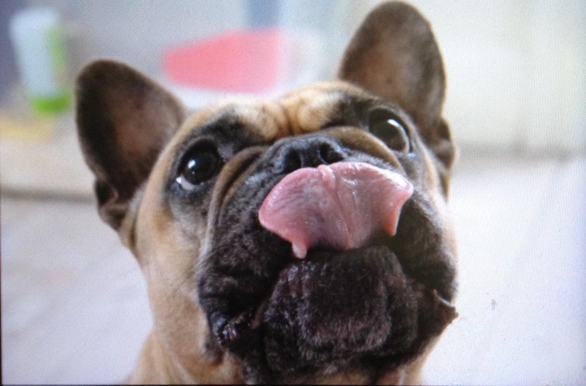 Fransk bulldog Oda billede 13
