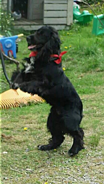 Cocker spaniel Koma billede 21