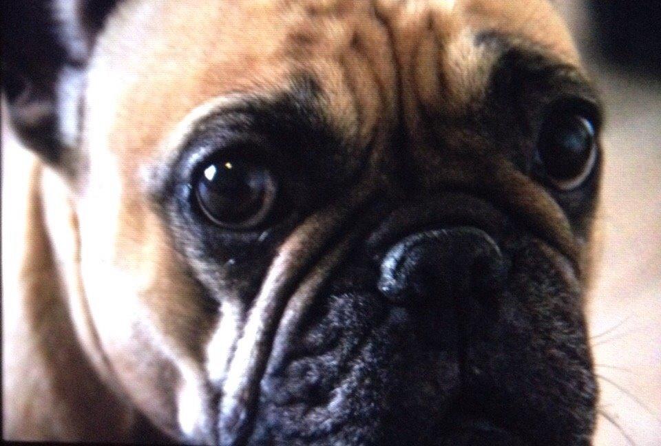 Fransk bulldog Oda billede 15