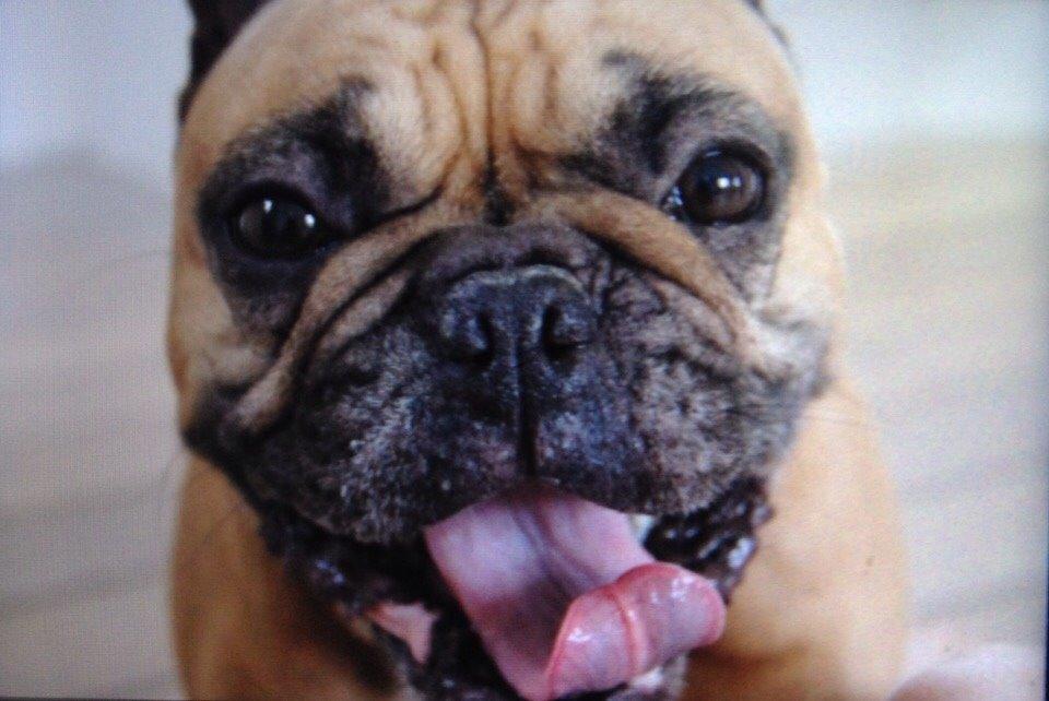 Fransk bulldog Oda billede 14