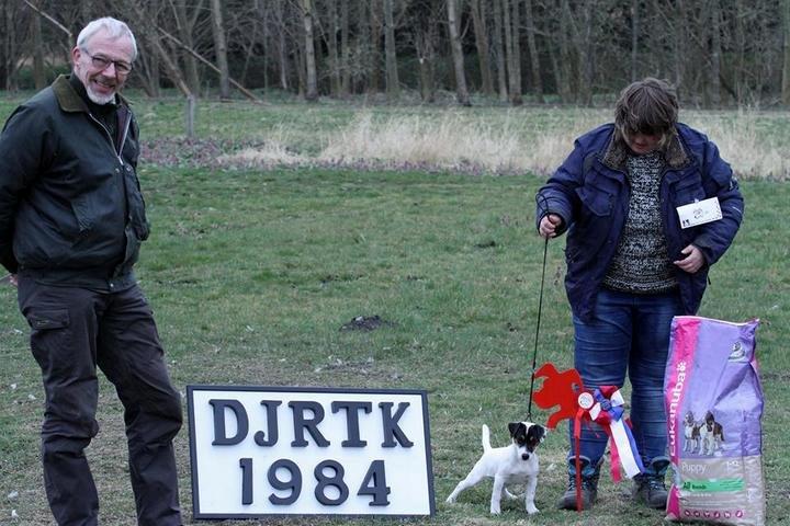 Jack russell terrier Kokos Alex - BIS hvalp 2014 slangerup billede 26