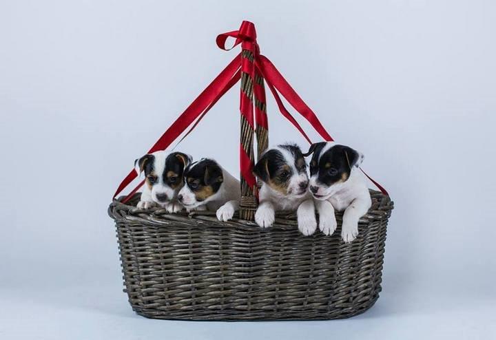 Jack russell terrier Kokos Alex - Alex og han søskende dec. 2013 - Dino photo billede 27